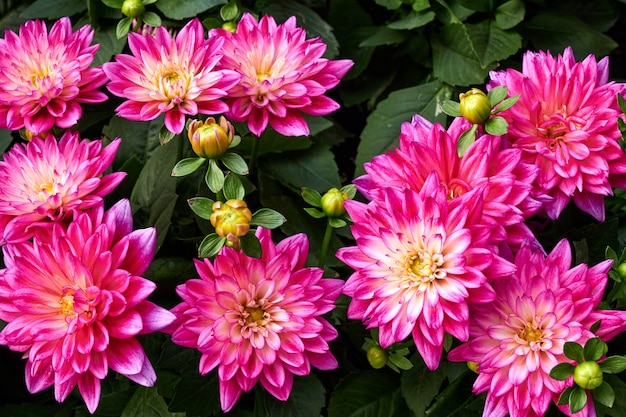 Bellissimi fiori di Aster cinese.