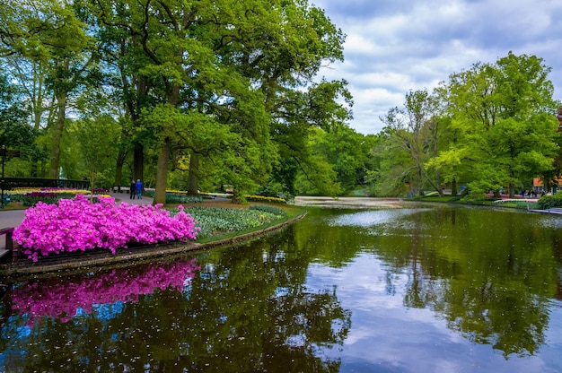 Bellissimi fiori di azalea rosa vicino al lago Keukenhof Park Lisse in Olanda