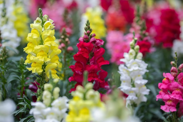 Bellissimi fiori di bocca di leone che sbocciano nel giorno di primavera Antirrhinum majus