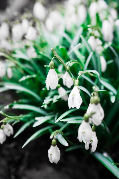 bellissimi fiori di bucaneve freschi in gocce di rugiada i primi fiori di primavera