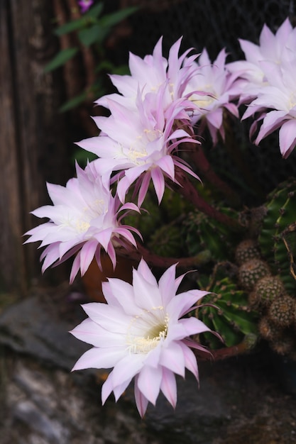 Bellissimi fiori di cactus bianchi e rosa su sfondo naturale. Copia spazio.