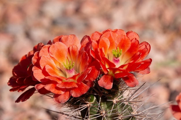 Bellissimi fiori di cactus che fioriscono in primavera nel deserto dell'Arizona.