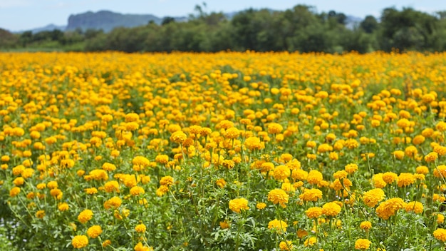 Bellissimi fiori di calendula