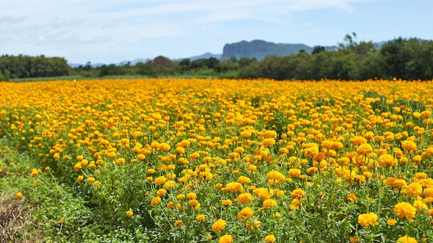 Bellissimi fiori di calendula