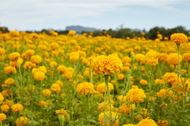 Bellissimi fiori di calendula