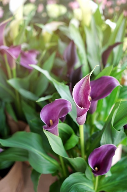 Bellissimi fiori di calla in negozio