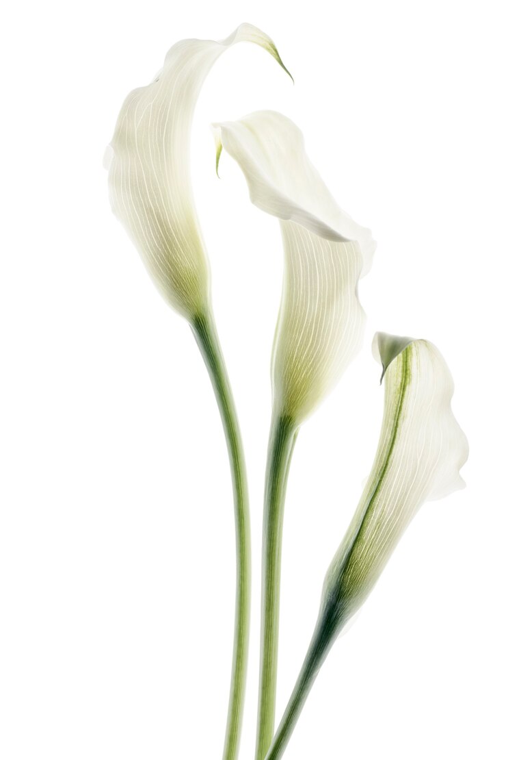 Bellissimi fiori di calla isolati su sfondo bianco.
