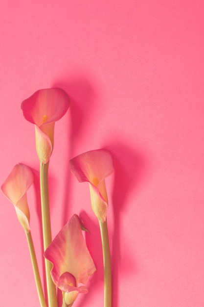 bellissimi fiori di calla su sfondo di carta