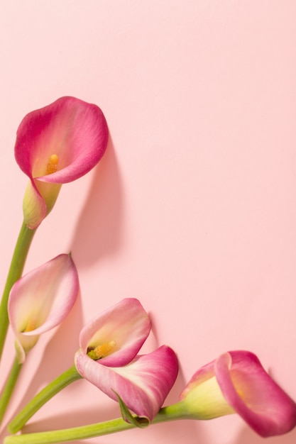 Bellissimi fiori di calla sulla superficie della carta