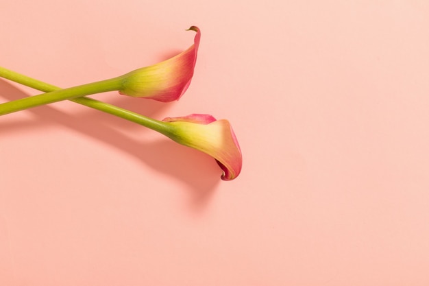 Bellissimi fiori di calla sulla superficie della carta