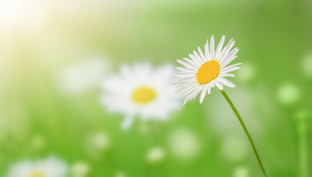 Bellissimi fiori di camomilla nel prato Scena naturale primaverile o estiva con margherita in fiore nei bagliori del sole