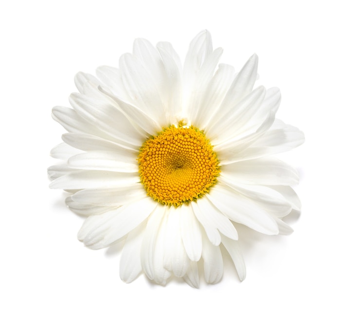 Bellissimi fiori di camomilla su sfondo bianco