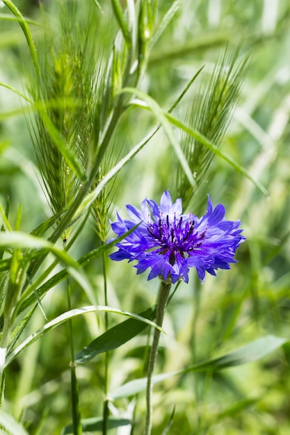 Bellissimi fiori di campo fiordalisi fioriscono in estate. Messa a fuoco selettiva