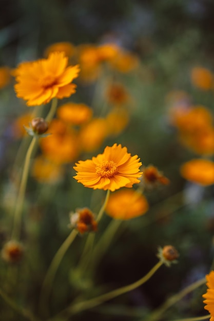 Bellissimi fiori di campo gialli diversi al tramonto fuoco selettivo profondità di campo ridotta