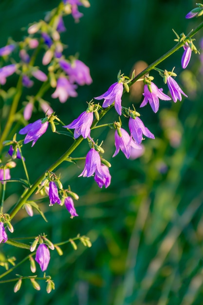 Bellissimi fiori di campo su un prato verde, sera d'autunno con un prato luminoso al tramonto.