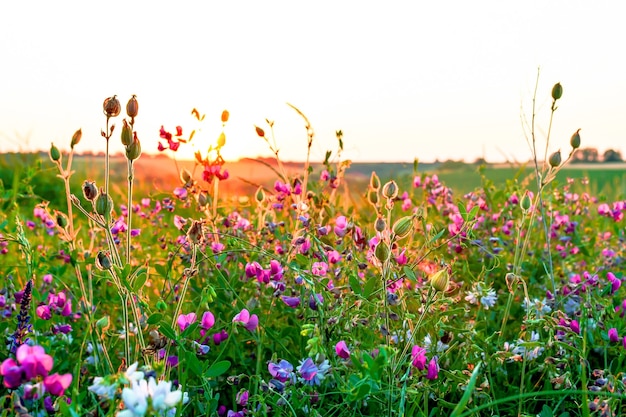 Bellissimi fiori di campo su un prato verde, sera d'estate con un prato luminoso al tramonto.