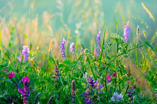 Bellissimi fiori di campo su un prato verde, sera d'estate con un prato luminoso al tramonto.