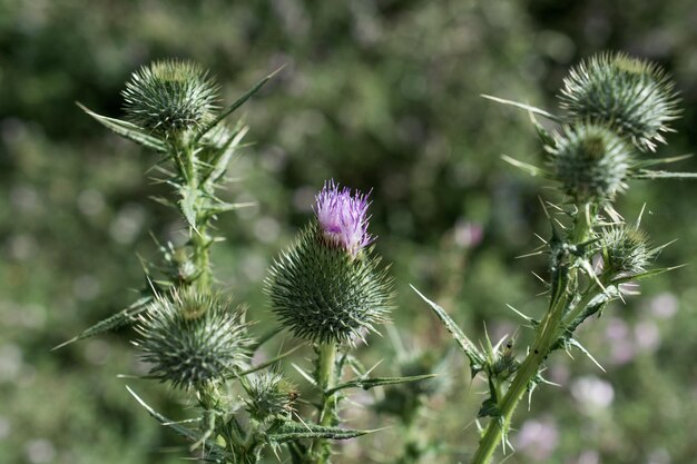 Bellissimi fiori di cardo sullo sfondo della natura