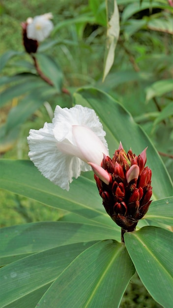 Bellissimi fiori di Cheilocostus speciosus noto anche come canna di canna Malay Spiral Wild Ginger Crepe Ginger Costus