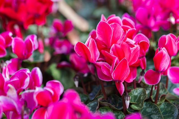 Bellissimi fiori di ciclamino in fiore nel giardino al giorno di primavera