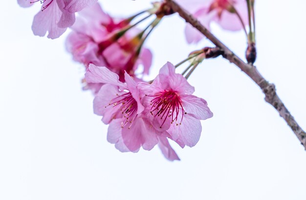 Bellissimi fiori di ciliegio albero sakura fioriscono in primavera isolati su sfondo bianco, copia spazio, primi piani.