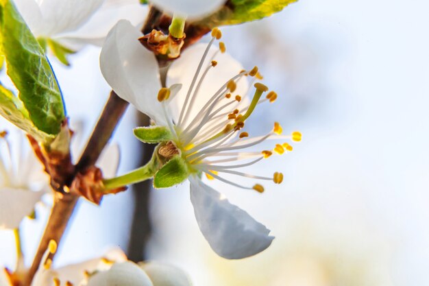 Bellissimi fiori di ciliegio bianco fiori di sakura