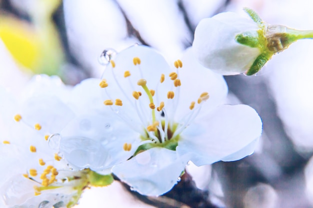 Bellissimi fiori di ciliegio bianco fiori di sakura