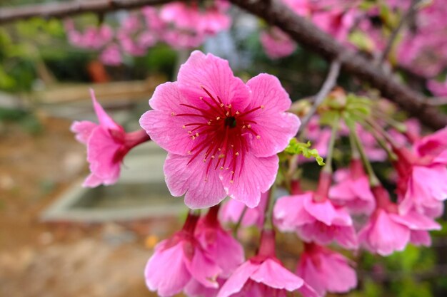Bellissimi fiori di ciliegio nel parco
