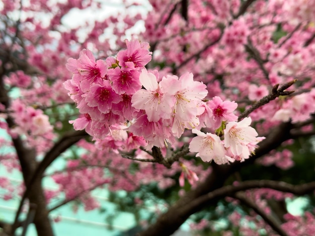 Bellissimi fiori di ciliegio rosa in inverno