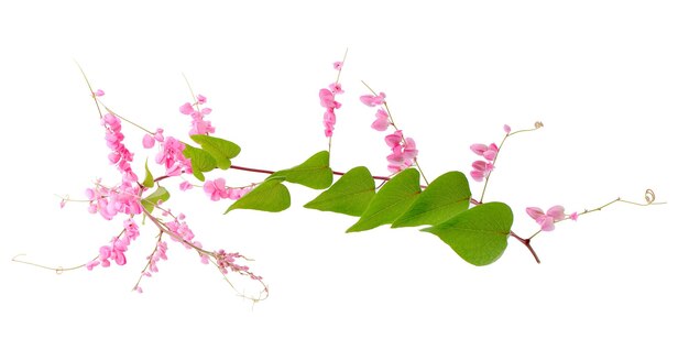 Bellissimi fiori di ciliegio rosa isolati su bianco