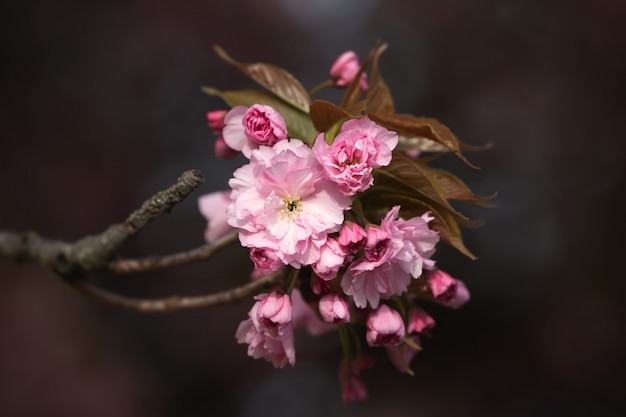 Bellissimi fiori di ciliegio rosa