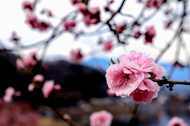 Bellissimi fiori di ciliegio. Sakura fiori in Giappone. Viaggia in primavera.