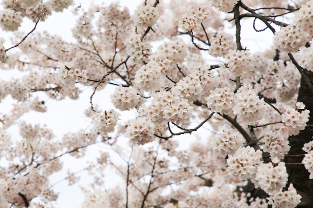 Bellissimi fiori di ciliegio. Sakura fiori in Giappone. Viaggia in primavera.