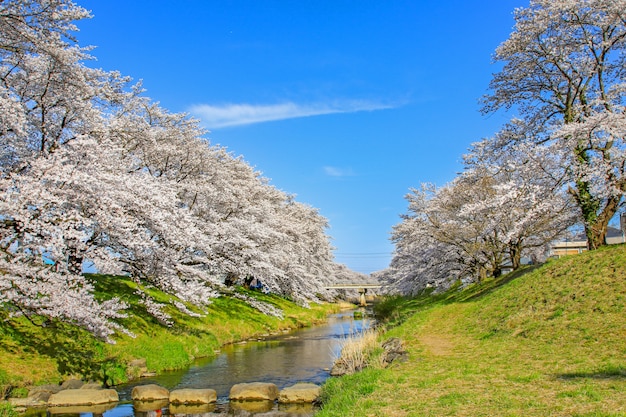 Bellissimi fiori di ciliegio. Sakura fiori in Giappone. Viaggia in primavera.