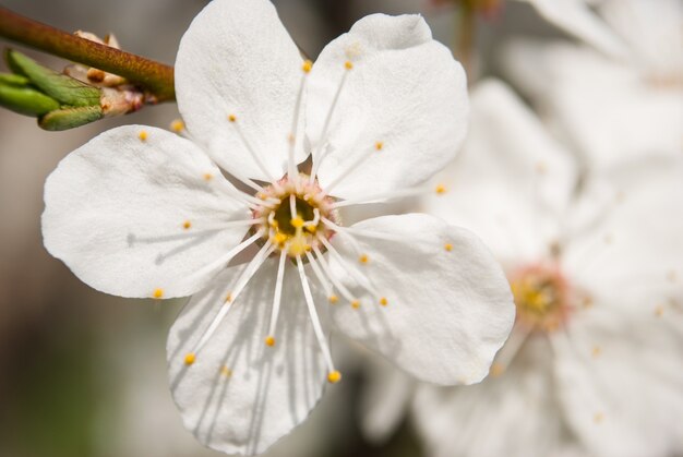 Bellissimi fiori di ciliegio. Sakura