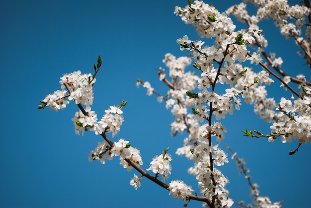 Bellissimi fiori di ciliegio. Sakura