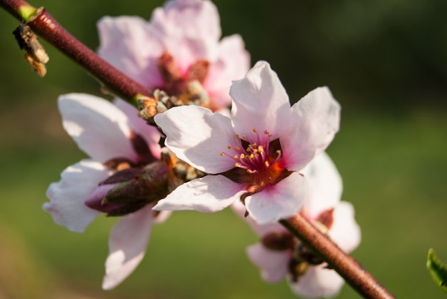 Bellissimi fiori di ciliegio. Sakura