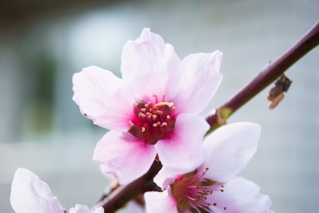 Bellissimi fiori di ciliegio. Sakura