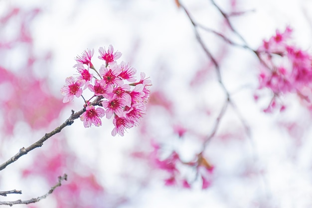 Bellissimi fiori di ciliegio selvatico dell'Himalaya Prunus cerasoides in fiore rosa a Phu Lom Lo Loei e Phitsanulok in Thailandia