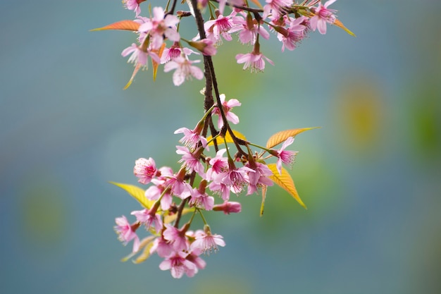 Bellissimi fiori di ciliegio