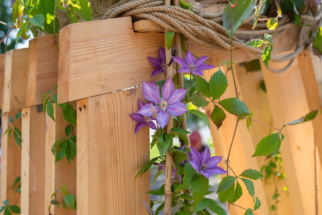 bellissimi fiori di clematide e su uno sfondo di legno fiore viola