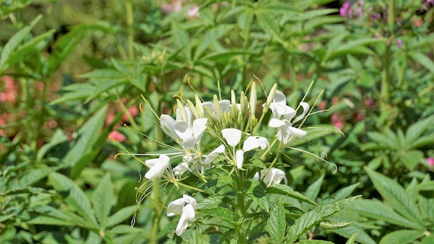 Bellissimi fiori di Cleome spinosa noto anche come fiore di ragno Fiore di ragno spinoso Tarenaya hassleriana ecc