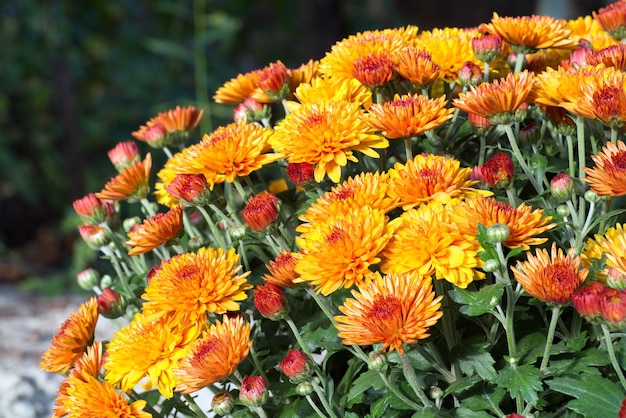 bellissimi fiori di crisantemo autunnali arancioni