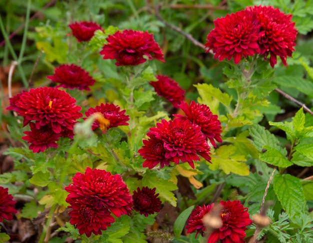 Bellissimi fiori di crisantemo rosso in un negozio in Grecia