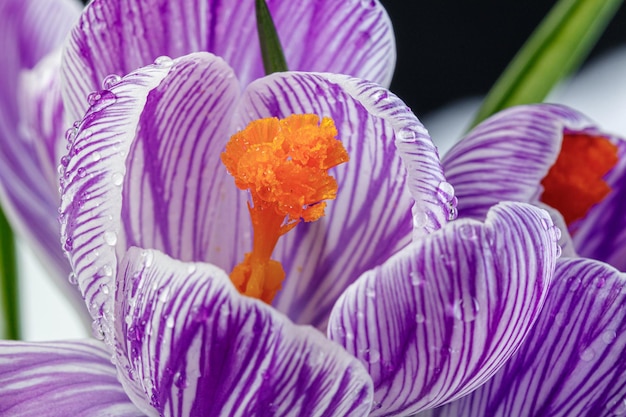 Bellissimi fiori di croco con gocce di rugiada su sfondo bianco