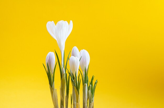 Bellissimi fiori di croco primaverili bianchi su sfondo giallo