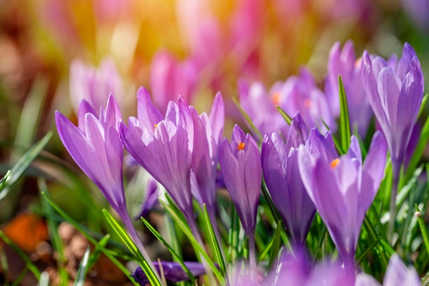 Bellissimi fiori di croco selvatico sull'erba verde nella soleggiata giornata primaverile