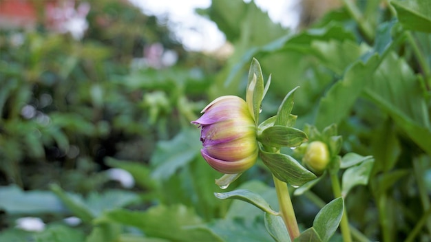 Bellissimi fiori di Dahlia pinnata noto anche come Pinnate Hypnotica