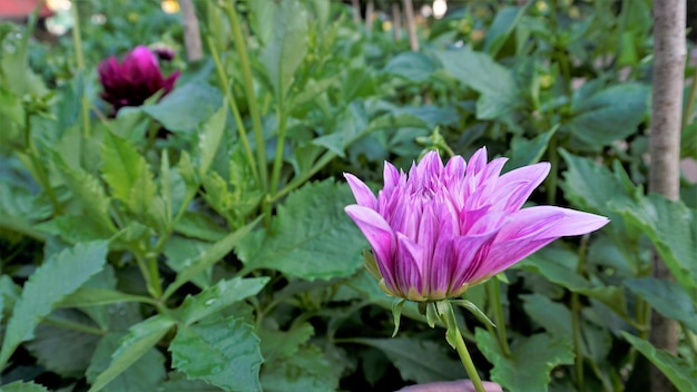 Bellissimi fiori di Dahlia pinnata noto anche come Pinnate Hypnotica