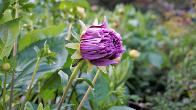 Bellissimi fiori di Dahlia pinnata noto anche come Pinnate Hypnotica